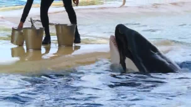 Невпізнаваний Дресирувальник Тварин Який Дає Риб Гігантському Китові Вбивці Орки — стокове відео
