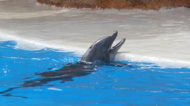 被圈养的可敬的海豚正等着他的训练者给它喂食 4K分辨率细节 难以辨认的人 — 图库视频影像