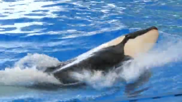 Orca Killer Whale Tryskający Wodą Płetwami Grzbietowymi Wykonujący Triki Niewoli — Wideo stockowe