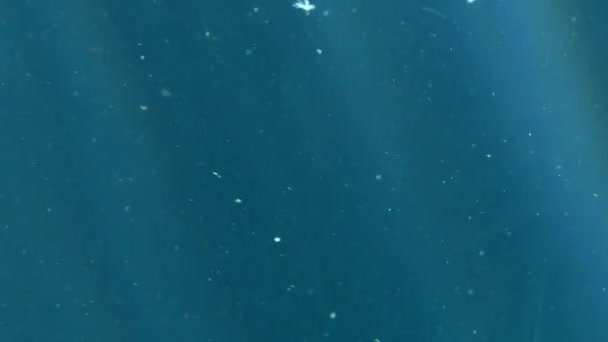 在水下俯视时透过玻璃 便可看到4K的漂浮粒子及气体 — 图库视频影像