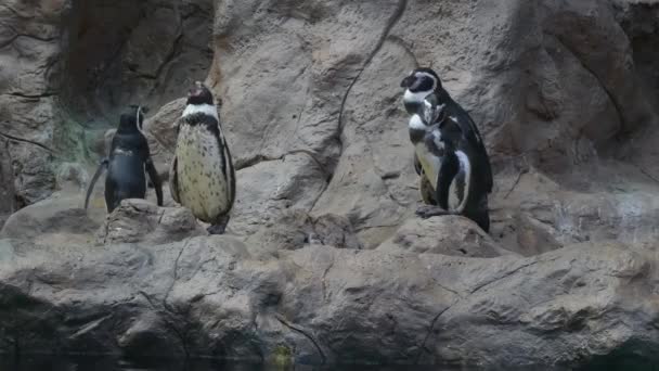 Artic Humboldt Penguins Öppnar Näbben Och Tittar Upp Upplösning — Stockvideo