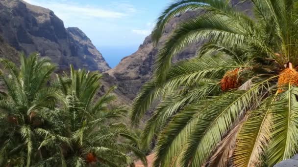 カナリア諸島のヤシの木々と山々のエキゾチックな風景 4K解像度 — ストック動画