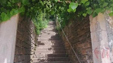 Gerçek 4K sabitlenmiş gizemli merdiven görüntüleri sarmaşık ve yapraklarla kaplı kalıntılar, kamera yavaşça ileri doğru hareket ediyor.