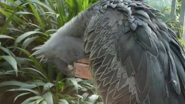 Shoebill kuşunun tüylerini detaylıca hazırlarken 4K gerçek görüntüsü