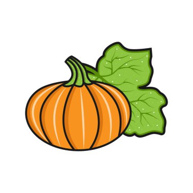 Taze kabak sebzesi ve vektör çizimi