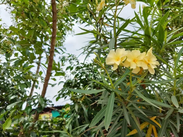 Szoros Kilátás Gyönyörű Élénk Cascabela Thevetia Virág Más Néven Thevetia — Stock Fotó