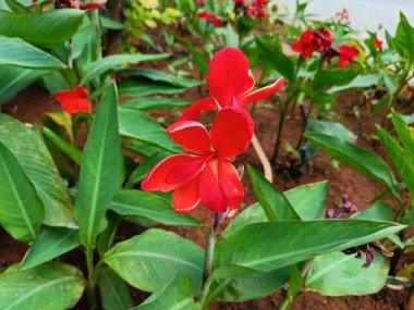 Parlak kırmızı Canna indica çiçeğinin üst görüntüsü, genellikle Hint şutu olarak bilinir. Fotoğraf Pune, Maharashtra, Hindistan 'da çekildi.
