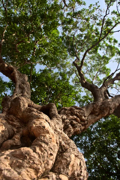 マハーラーシュトラ州 インドの人気観光地マハーラーシュトラ州の美しい古い 大きな緑豊かな木のボトムアップビュー — ストック写真