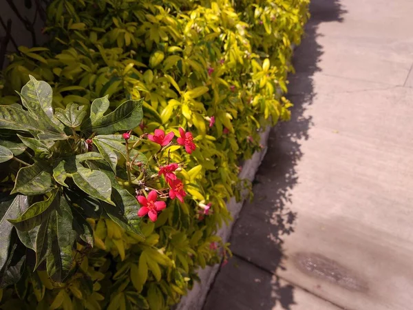 Верхній Вигляд Яскраво Червоних Квіток Jatropha Integerrima Широко Відомих Квітка — стокове фото