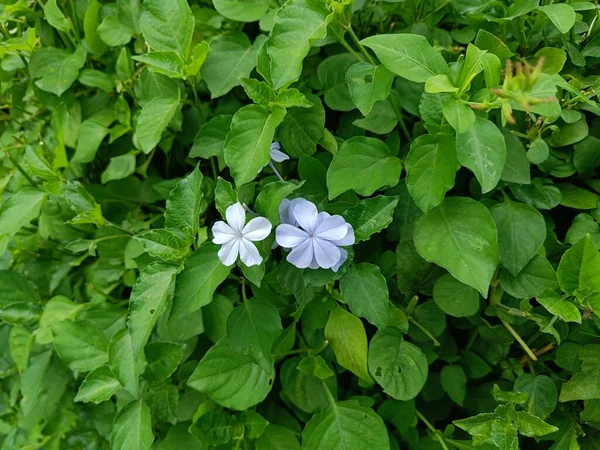 Tekintse Meg Virágzás Kis Gyönyörű Virágok Úgynevezett Plumbago Auriculata Köpenyféreg — Stock Fotó