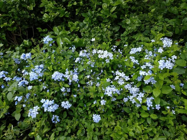 View Inflorescence Small Beautiful Flowers Called Plumbago Auriculata Cape Leadwort — Stock Photo, Image