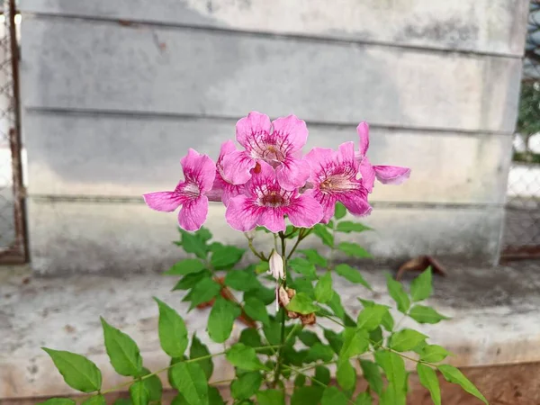 Vista Superior Inflorescência Rosa Brilhante Podranea Ricasoliana Flores Também Chamado — Fotografia de Stock