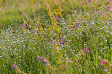 Panoramic landscape view of beautiful tiny white flowers covered in lush green meadow of grass at Kaas or Kas plateau, a UNESCO World Heritgae site tourist attraction in Satara, Maharashtra, India