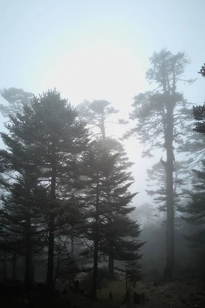 Panoramic Landscape View Beautiful Dense Mysterious Himalayan Pine Forest Hazy —  Fotos de Stock
