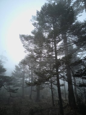 Panoramic landscape view of beautiful dense mysterious Himalayan Pine forest on a hazy winter day in Yumthang valley, a famous tourist destination in North Sikkim, Sikkim, India