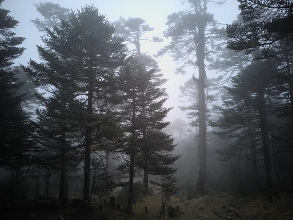 stock image Panoramic landscape view of beautiful dense mysterious Himalayan Pine forest on a hazy winter day in Yumthang valley, a famous tourist destination in North Sikkim, Sikkim, India