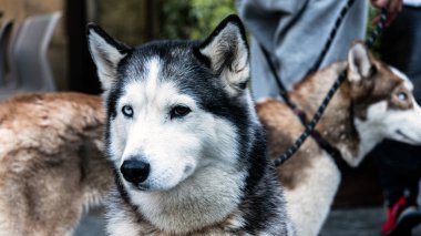 Tasmalı iki köpek yavrusu, biri mavi gözlü, taş bir verandada tetikte olun. Açık şehir ortamında bir insan onları sandalyelerin yanından geçirir..