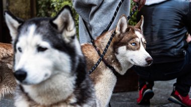 Tasmalı iki köpek yavrusu, biri mavi gözlü, taş bir verandada tetikte olun. Açık şehir ortamında bir insan onları sandalyelerin yanından geçirir..