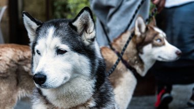 Tasmalı iki köpek yavrusu, biri mavi gözlü, taş bir verandada tetikte olun. Açık şehir ortamında bir insan onları sandalyelerin yanından geçirir..