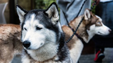 Tasmalı iki köpek yavrusu, biri mavi gözlü, taş bir verandada tetikte olun. Açık şehir ortamında bir insan onları sandalyelerin yanından geçirir..