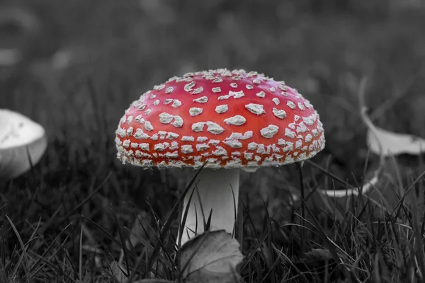Black and white picture of a Red agaric with white dots in the grass in autumn. Leaves in the background. Poisonous red and white fly agaric