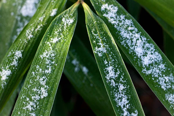 Kapalı yeşil yapraklar karla kaplı. Güzel yeşil yapraklar. 