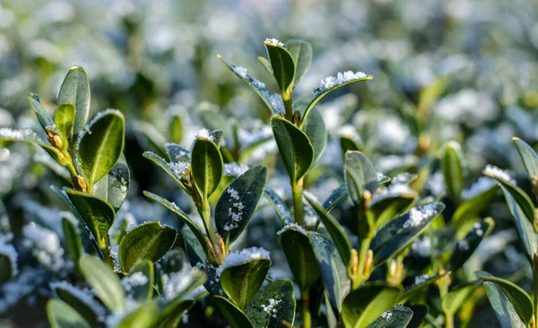 Kışın donmuş yapraklar. Bitki üstünde kar. 