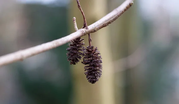 Kışın ağaçta iki kozalağın yakın çekimi, güzel botanik çekimi, doğal duvar kağıdı.