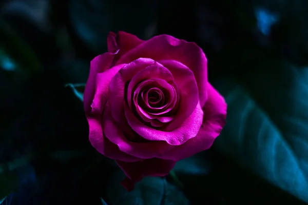 Close-up of a pink, red rose. See all the details of this beautiful flower. Valentines Day. Dark, blue black background.