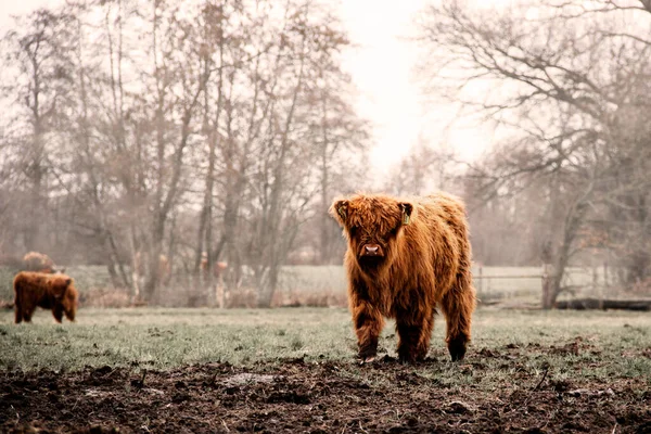 Güzel, kahverengi İskoç ineği çimlerin üzerinde. Bahar başlıyor.