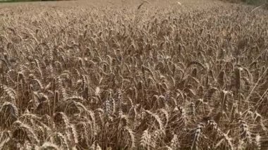 Güneşli bir günde buğday tarlası. Çiftlik konsepti. Geçmişi. yakın çekim görünümü