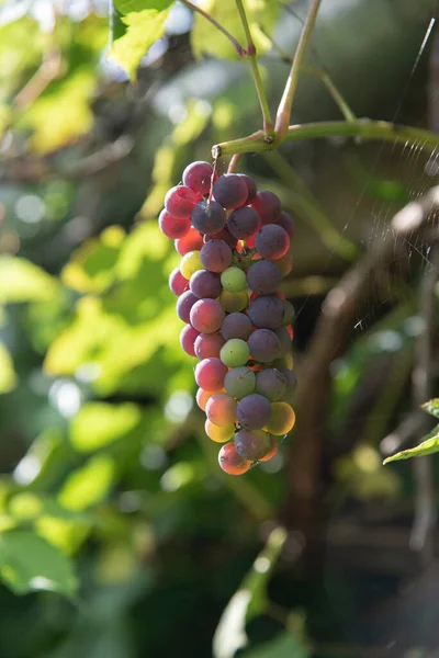 Zbliżenie Dzikich Winogron Winorośli — Zdjęcie stockowe