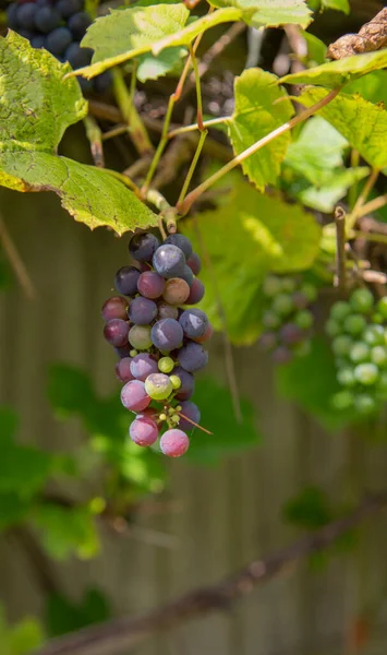 Een Close Van Wilde Druiven Een Wijnstok — Stockfoto
