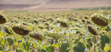 Ayçiçeği hasadı yağmursuz bir tarlada ölür. Küresel ısınma ve kuraklık kavramı. susuz.