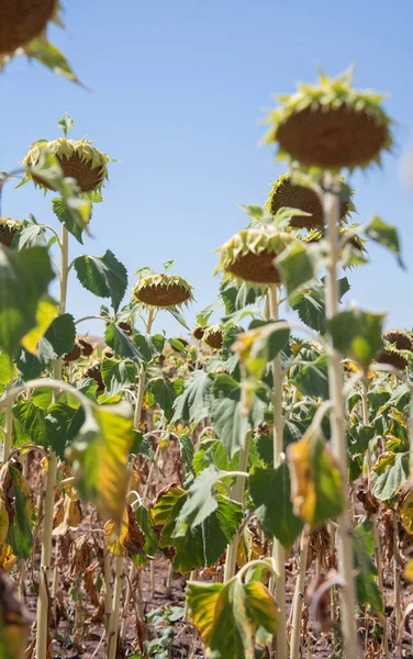 Ayçiçeği hasadı yağmursuz bir tarlada ölür. Küresel ısınma ve kuraklık kavramı. susuz.