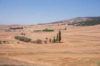 Yazın buğday tarlaları hasat et. Küresel ısınma ve kuraklık kavramı. Türkiye 'de kuraklık.