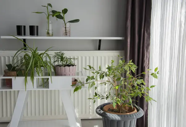 Beautiful looking plants in the house .corner of the room with couch and houseplants near window. Interior design