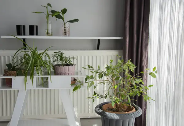 Bonitas Plantas Aparência Casa Corner Sala Com Sofá Plantas Sala — Fotografia de Stock