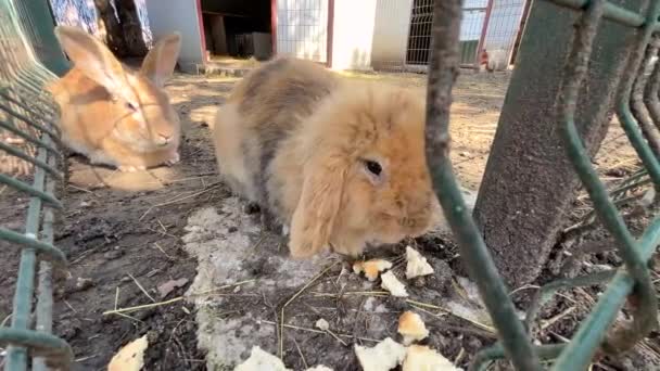 귀여운 토끼는 먹고있다 — 비디오