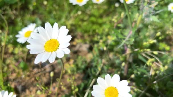 Поле Ромашкових Квітів Сонячний Літній День — стокове відео
