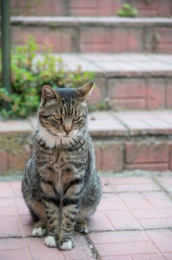 Gri sokak kedisi. Hayvan konsepti.