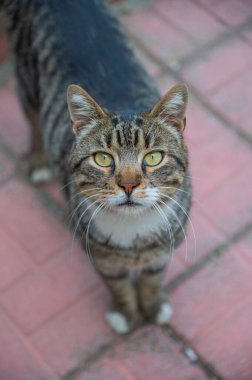 Gri sokak kedisi. Hayvan konsepti.