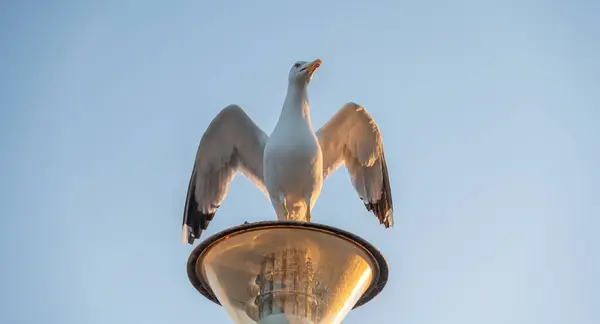 Bir martı kanatları açık bir şekilde fenerin üzerinde oturur, akşamları günbatımında..