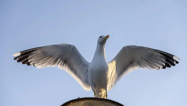 Bir martı kanatları açık bir şekilde fenerin üzerinde oturur, akşamları günbatımında..