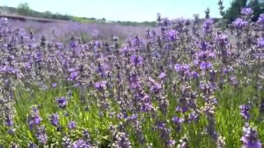 Sıcak bir yaz gününde lavanta tarlası