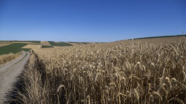 Sıcak bir yaz gününde buğday tarlası.