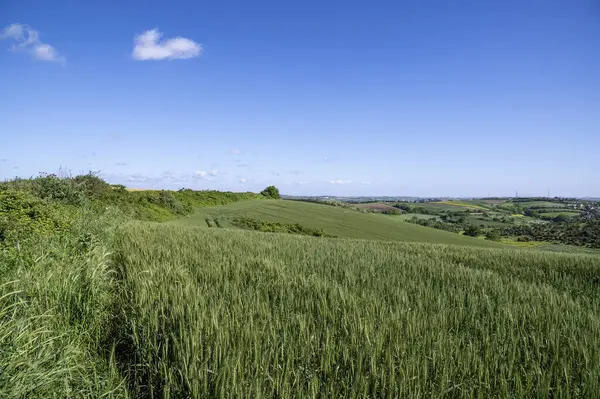 Tarlada Yeşil Buğday Büyüyor.