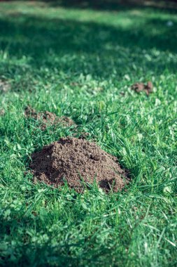 Çimlerde köstebek delikleri.