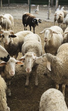 Sheeps behind a fence on a farm clipart