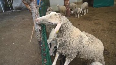 Çiftlikteki bir çitin arkasında koyunlar. Çiftlik kavramları